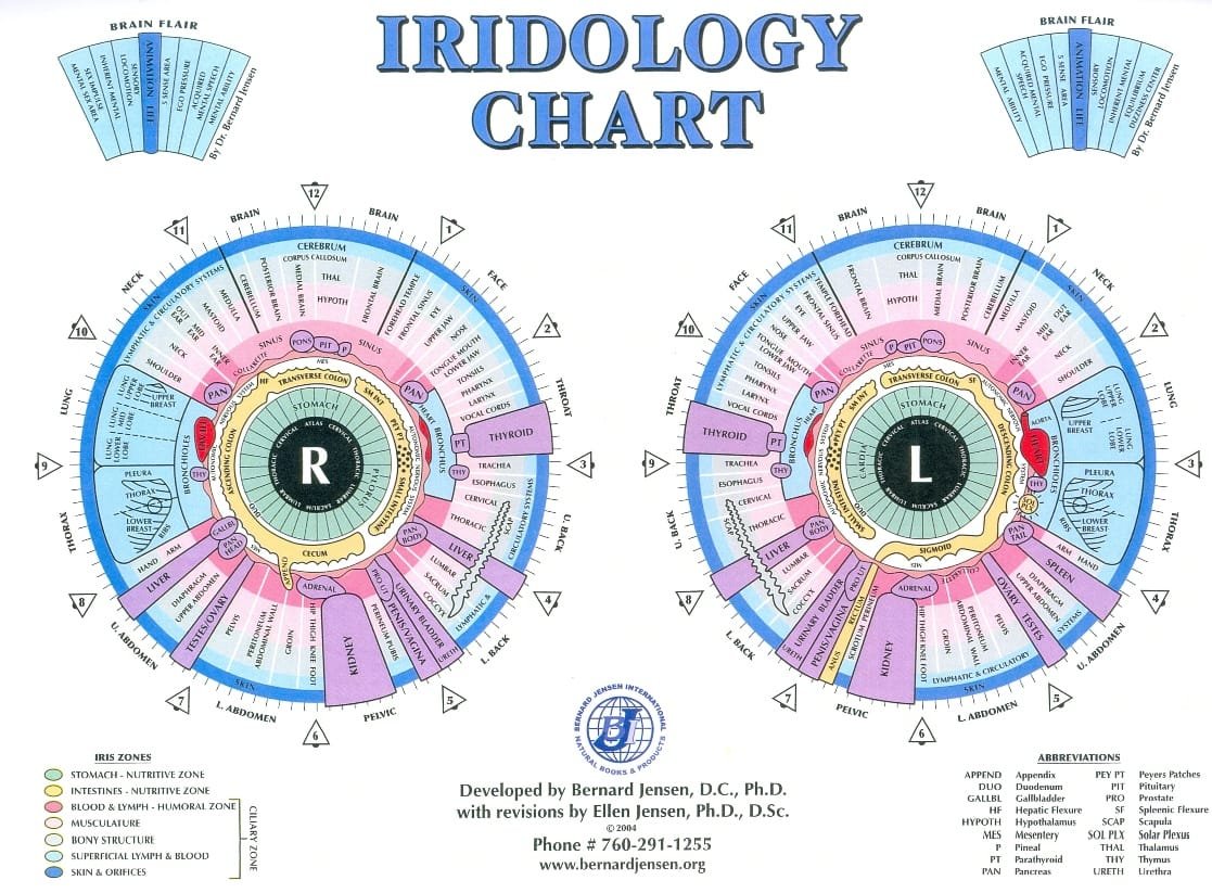 MAPPA IRIDOLOGICA 5 Mappa iridologica del dottor Bernard Jensen