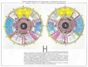 Mappe Iridologiche piu Autoritative 1