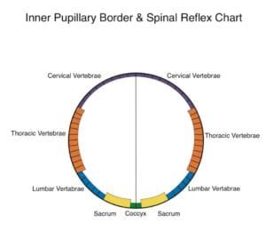 Mappe Iridologiche piu Autoritative 7