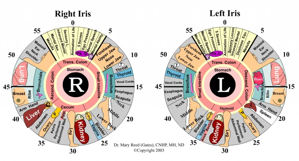 MAPPA IRIDOLOGICA 3 dr.mary reed(Gates),CNHP,MH.ND IRIDOLOGY CHART