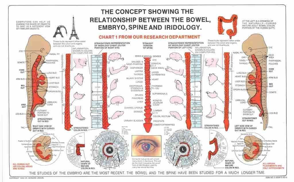 Cos’è l’Iridologia: Definizione, Metodi e Valutazione Scientifica? 52 iridologia mappa 2