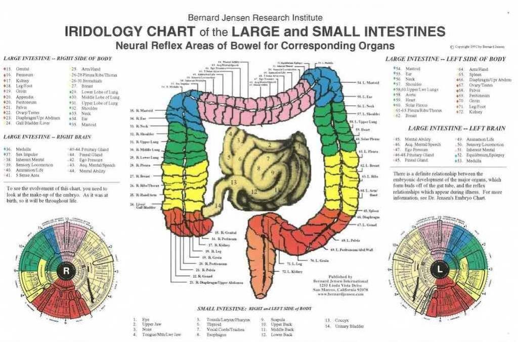 iridologia mappa 9