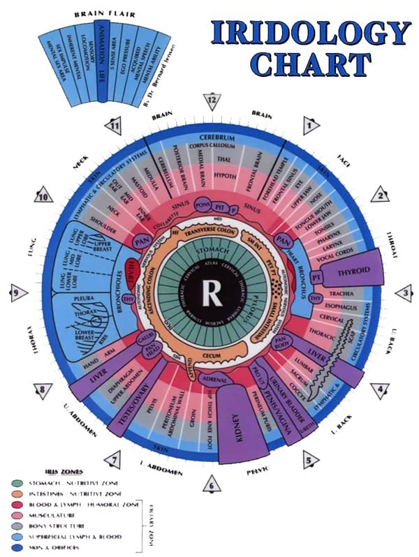 Analisi delle Immagini Iridologiche e loro Significati 4 Mappa dell'Iridologia dell'Occhio Destro