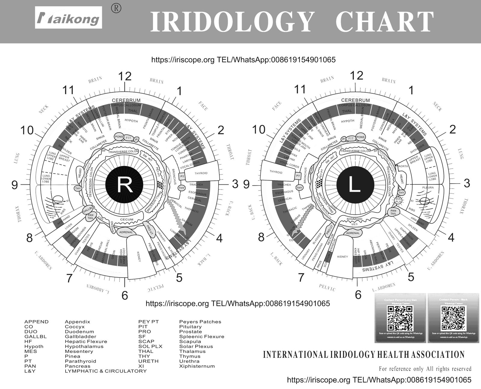 Illustrazione dell'Iridologia - Capitolo 3.2: 3.1 Anello Gastrico 4 Mappa dell'Iridologia dell'Occhio Destro