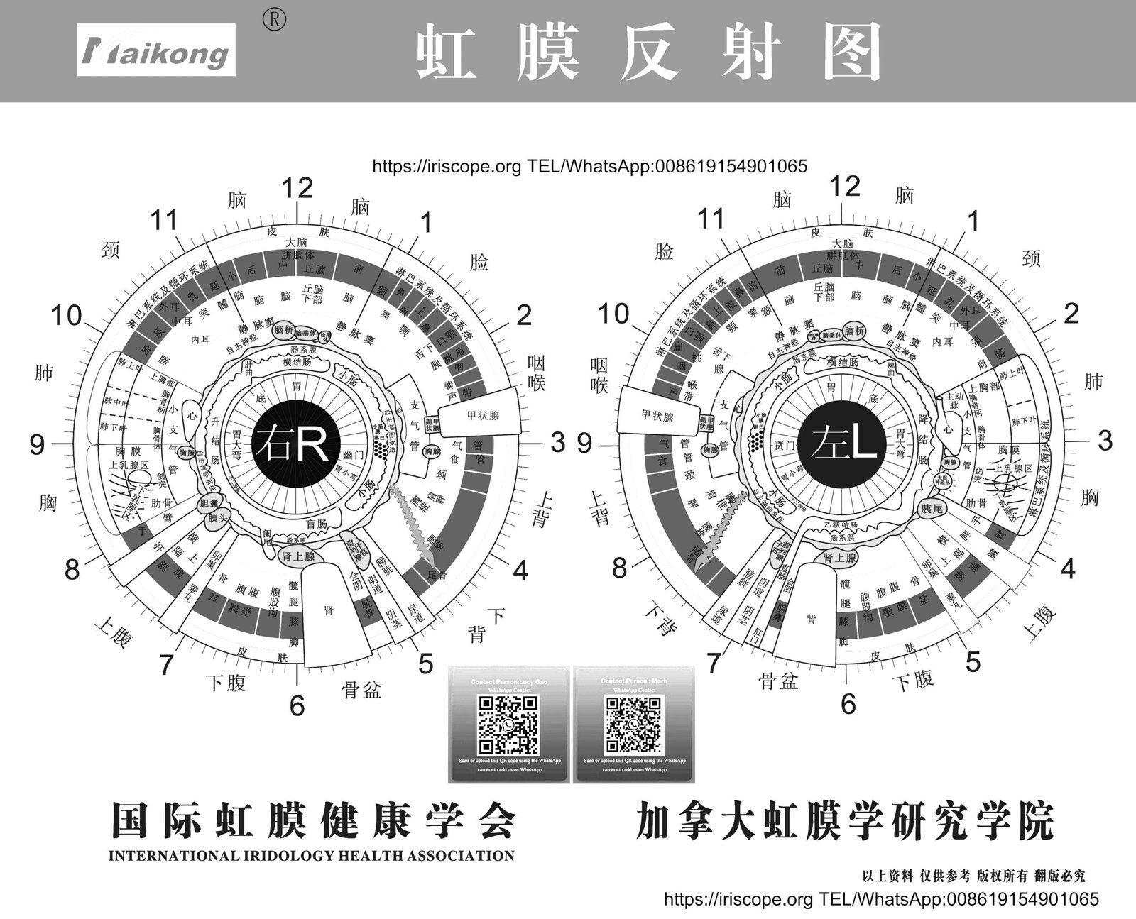 Mappa dell'Iridologia: Guida Completa 2 mapa da iridologia 2 scaled