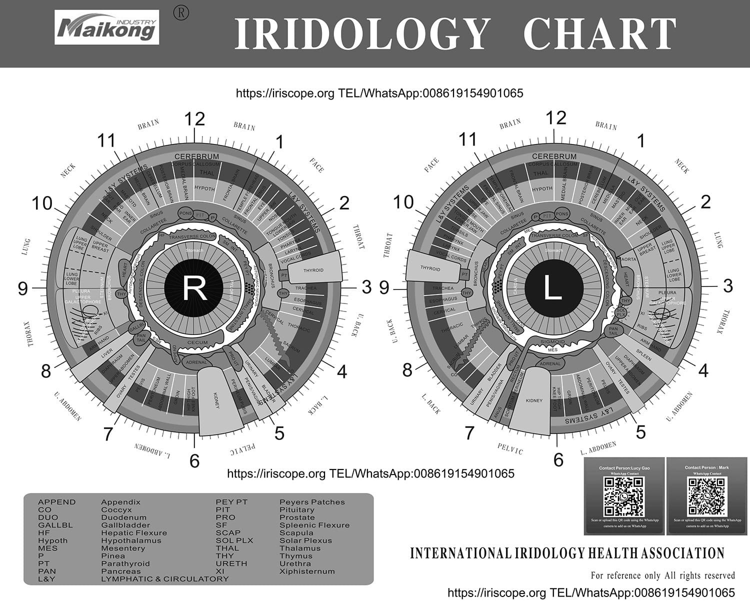 Mappa dell'Iridologia: Guida Completa 5 page1 1 2 1500