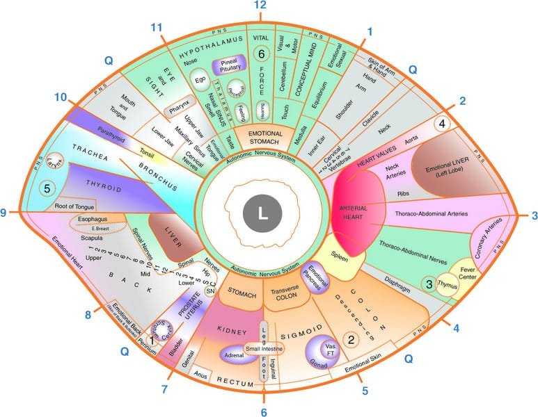 Mappa dell’Iridologia: Una Guida Completa per Comprendere l’Analisi dell’Iride 6 sclerology Iridology Chart 2