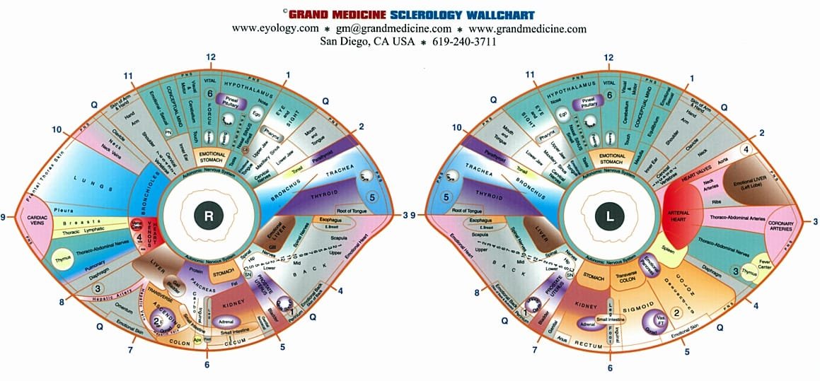 Mappa dell’Iridologia: Una Guida Completa per Comprendere l’Analisi dell’Iride 5 sclerology Iridology Chart 5