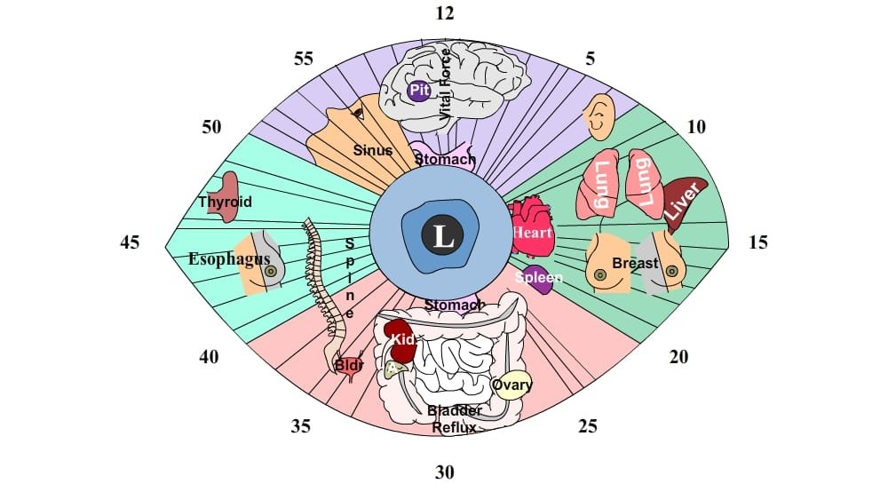 Mappa dell’Iridologia: Una Guida Completa per Comprendere l’Analisi dell’Iride 7 sclerology Iridology Chart 7