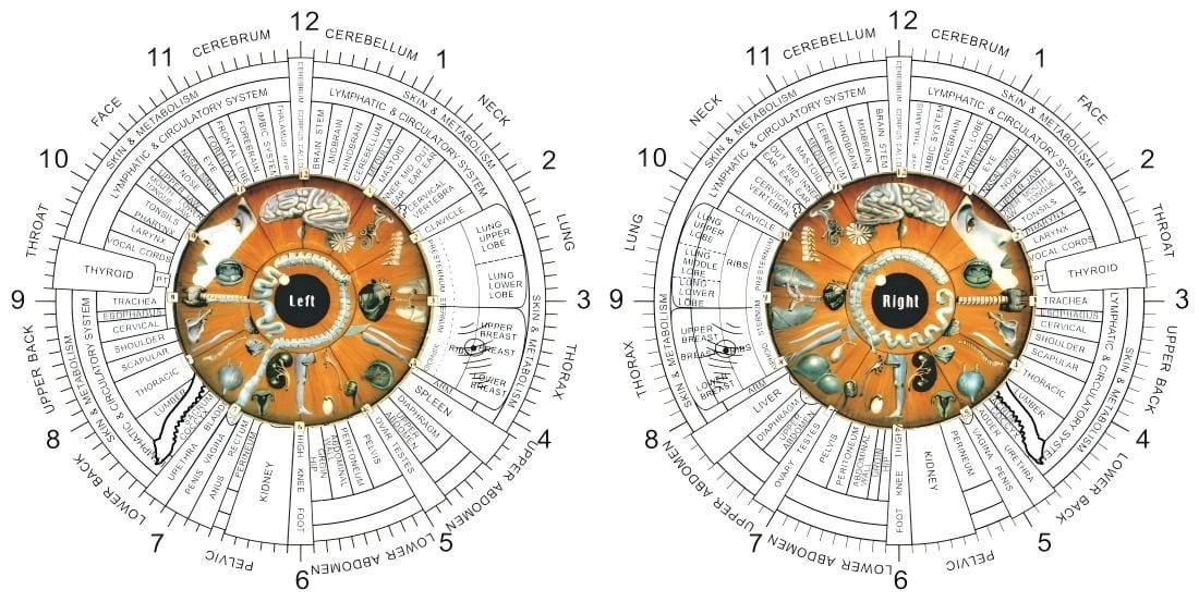 4.1 Mappe di Iridologia dell'occhio sinistro e destro 2 4.1 Iridology Charts of left and right eye