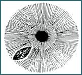 Capitolo 6 I principali segni e marcature dell’iride - 6.1 Cripte (Lesioni, Lacune) 3 Chapter 6 The major iris signs and marking 002