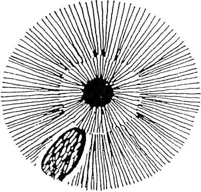 Capitolo 6 I principali segni e marcature dell’iride - 6.1 Cripte (Lesioni, Lacune) 2 Chapter 6 The major iris signs and marking 003