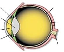 Eye structure and Iris functions003