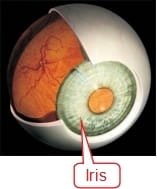 Eye structure and Iris functions004