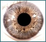 Eye structure and Iris functions007