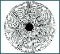 Illustrazione di Iridologia - 3.5 Il Sistema Linfatico 2 Illustration of Iridology 3.5 The Lymphatic Circulatory 002