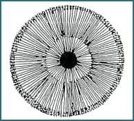 Illustrazione di Iridologia - 3.6 Anello del Metabolismo Cutaneo 4 Illustration of Iridology 3.6 Skin Metabolism Ring 002