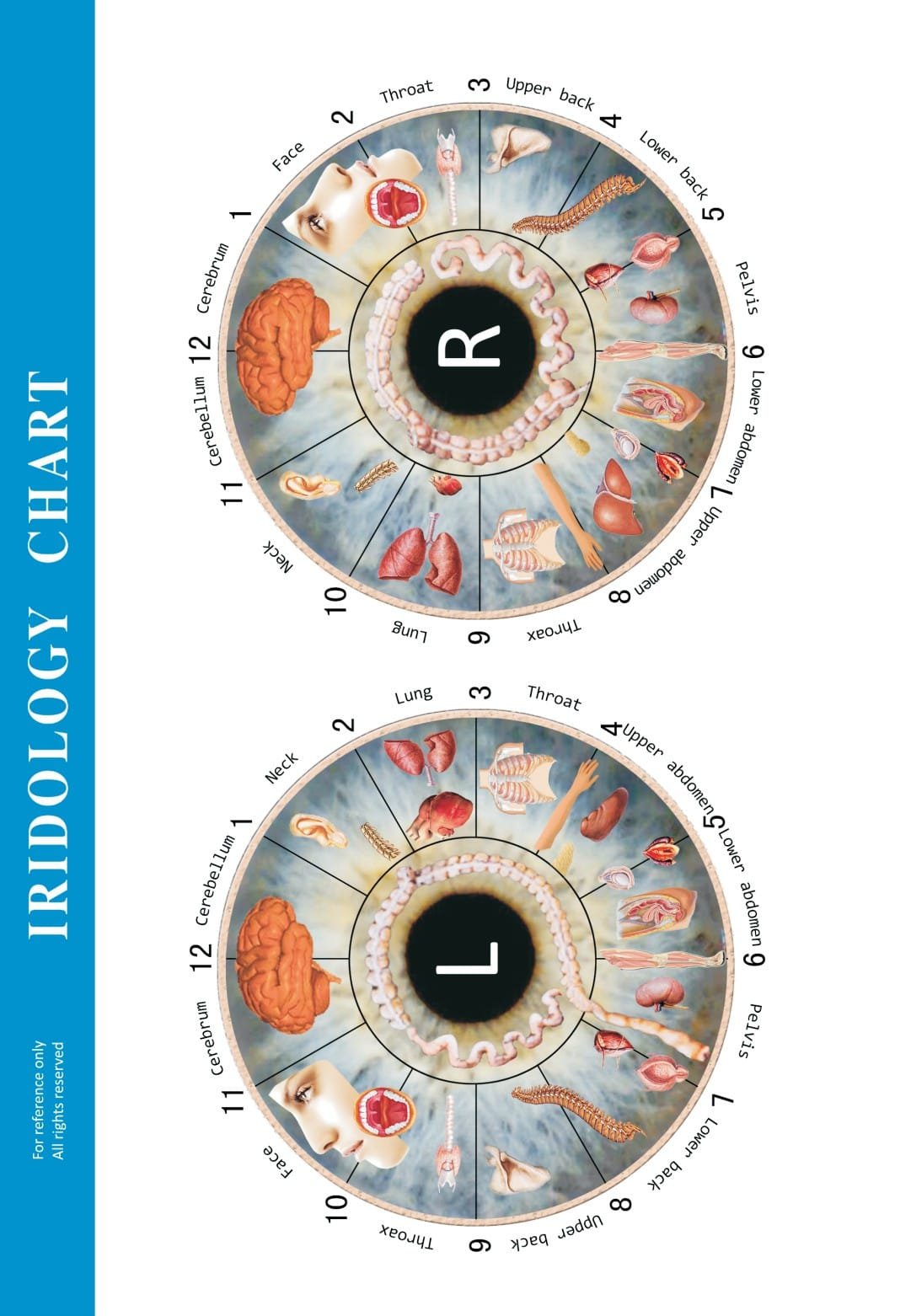 Illustration of Iridology Foreword maikong iridology chart 002