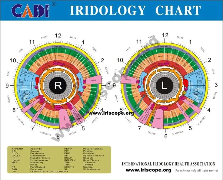 Where can a Venditori e acquirenti target in Italia: I potenziali venditori dei nostri iridoscopi MAIKONG comprendono importatori di — MAIKONG IRIDOLOGY CAMERA (658).jpg