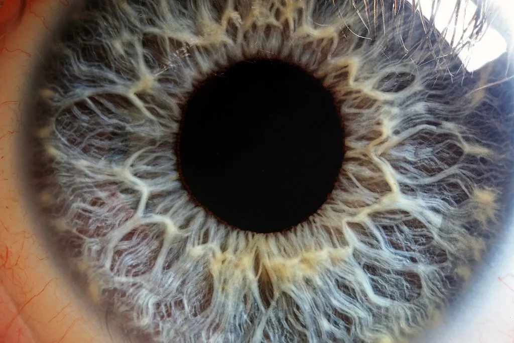Iridologo medico un: fornitori leader di strumenti per l'iridologia nelle scuole e negli istituti di formazione — MAIKONG IRIDOLOGY CAMERA (1504).jpg
