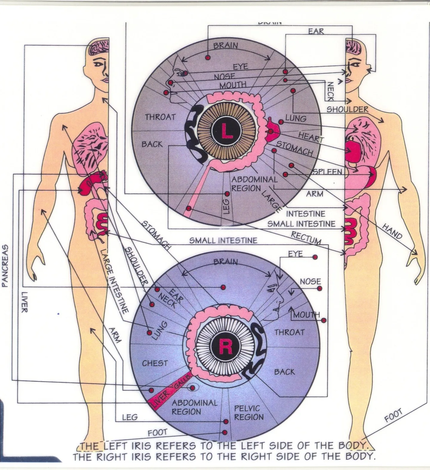 Vendita apparecchiature per iridologia: cosa serve ai distributori di strumenti per naturopatia in Italia — MAIKONG IRIDOLOGY CAMERA (4960).jpg