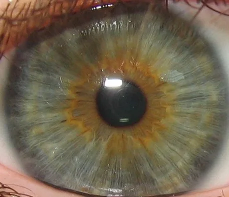Come configurare flussi di archiviazione immagini e schede cliente per iridologia in Italia — MAIKONG IRIDOLOGY CAMERA (1524).jpg