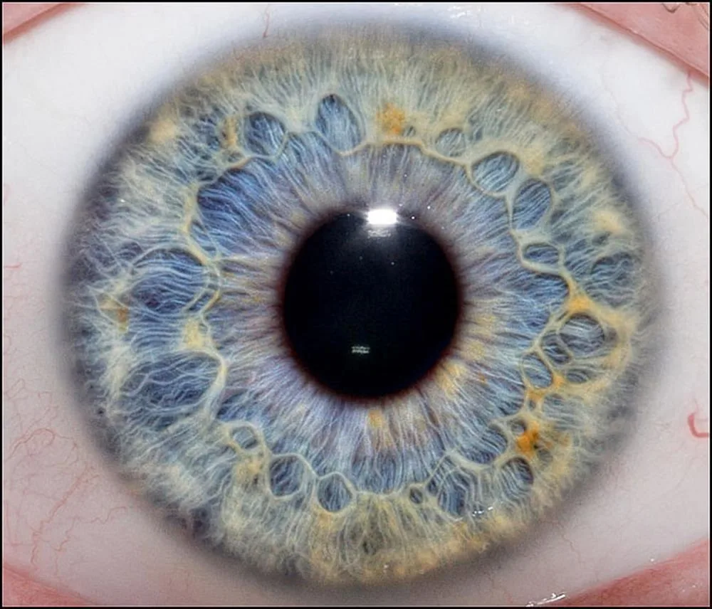 Corso di iridologia: cosa serve a un distributore di strumenti per naturopatia in Italia 7 Corso di iridologia: cosa serve a un distributore di strumenti per naturopatia in Italia — MAIKONG IRIDOLOGY CAMERA (647).jpg